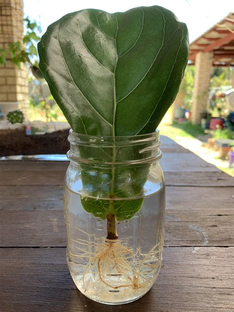 how to water fiddle leaf fig